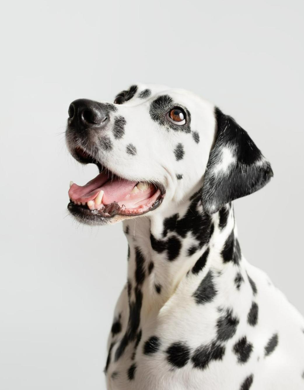 Pourquoi faire consulter votre animal?