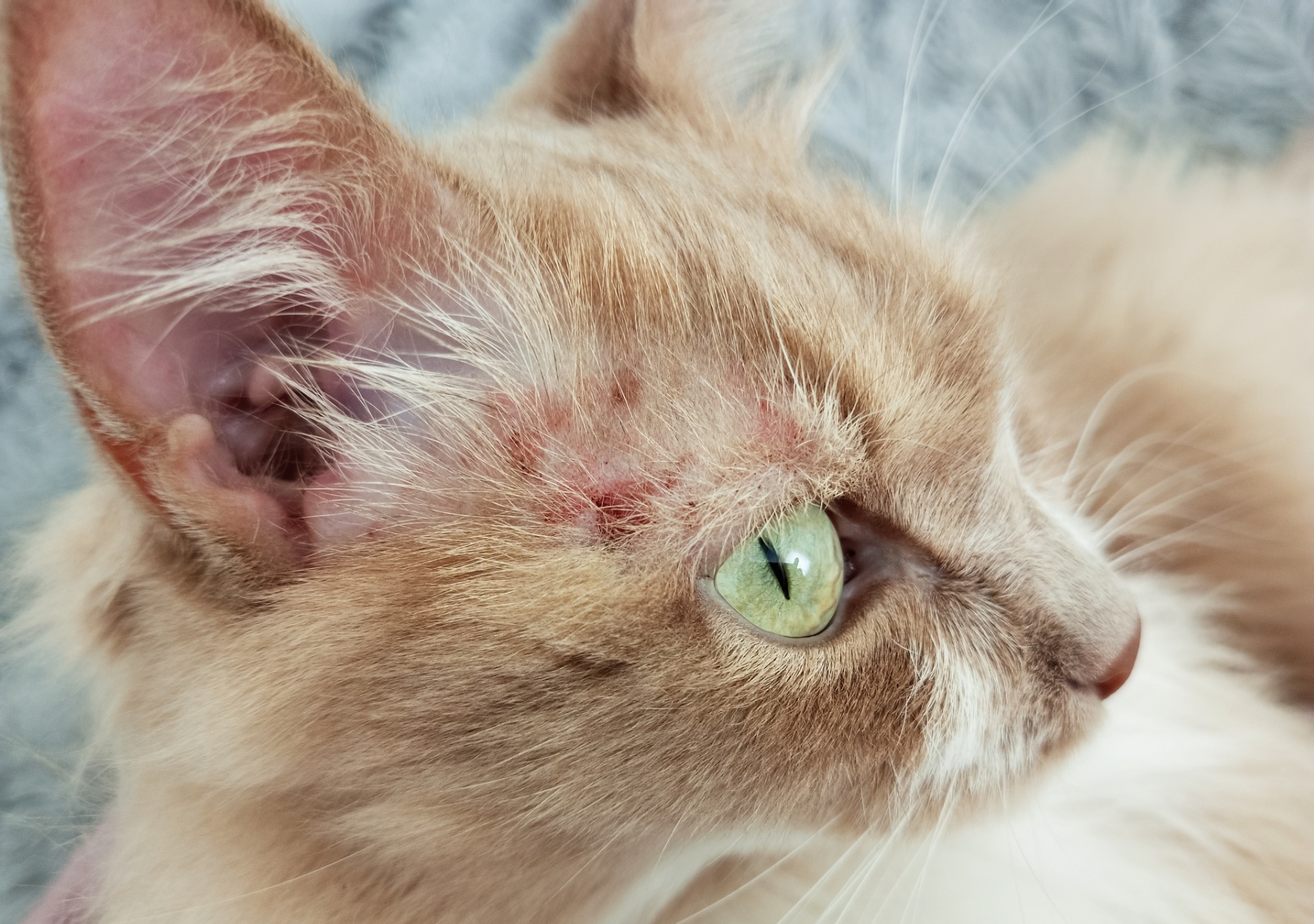 Allergies chez les animaux de compagnie