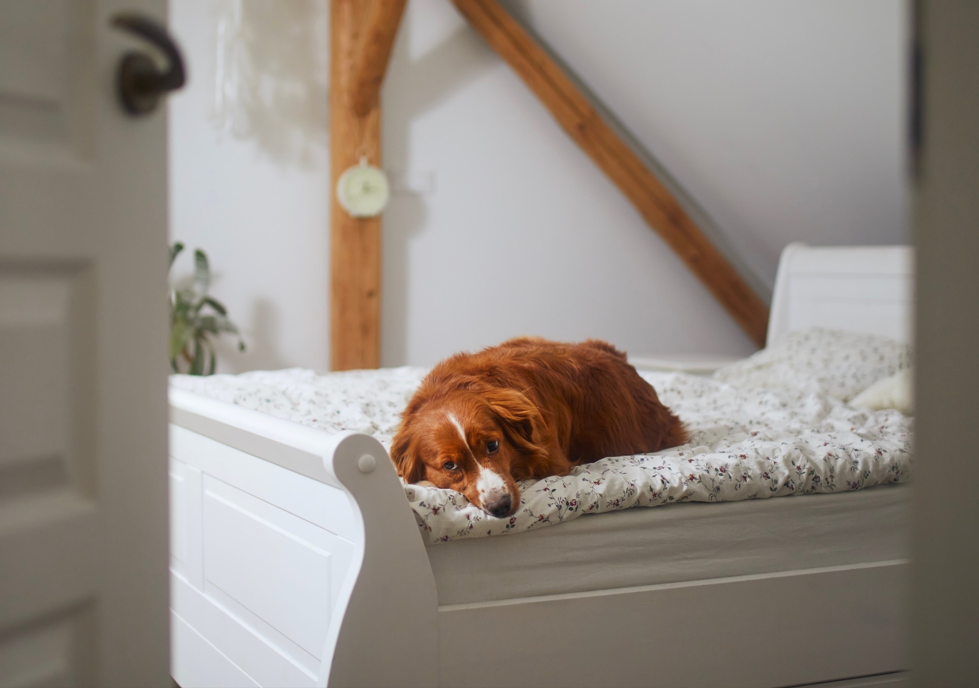 Anxiété de séparation chez les animaux