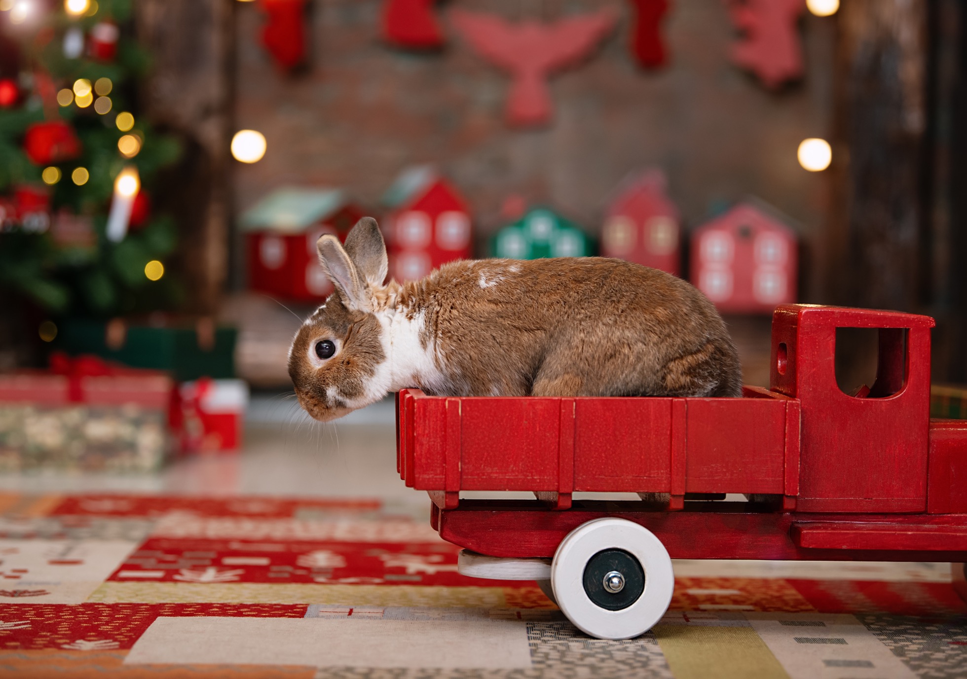 Cadeaux de Noël pour animaux