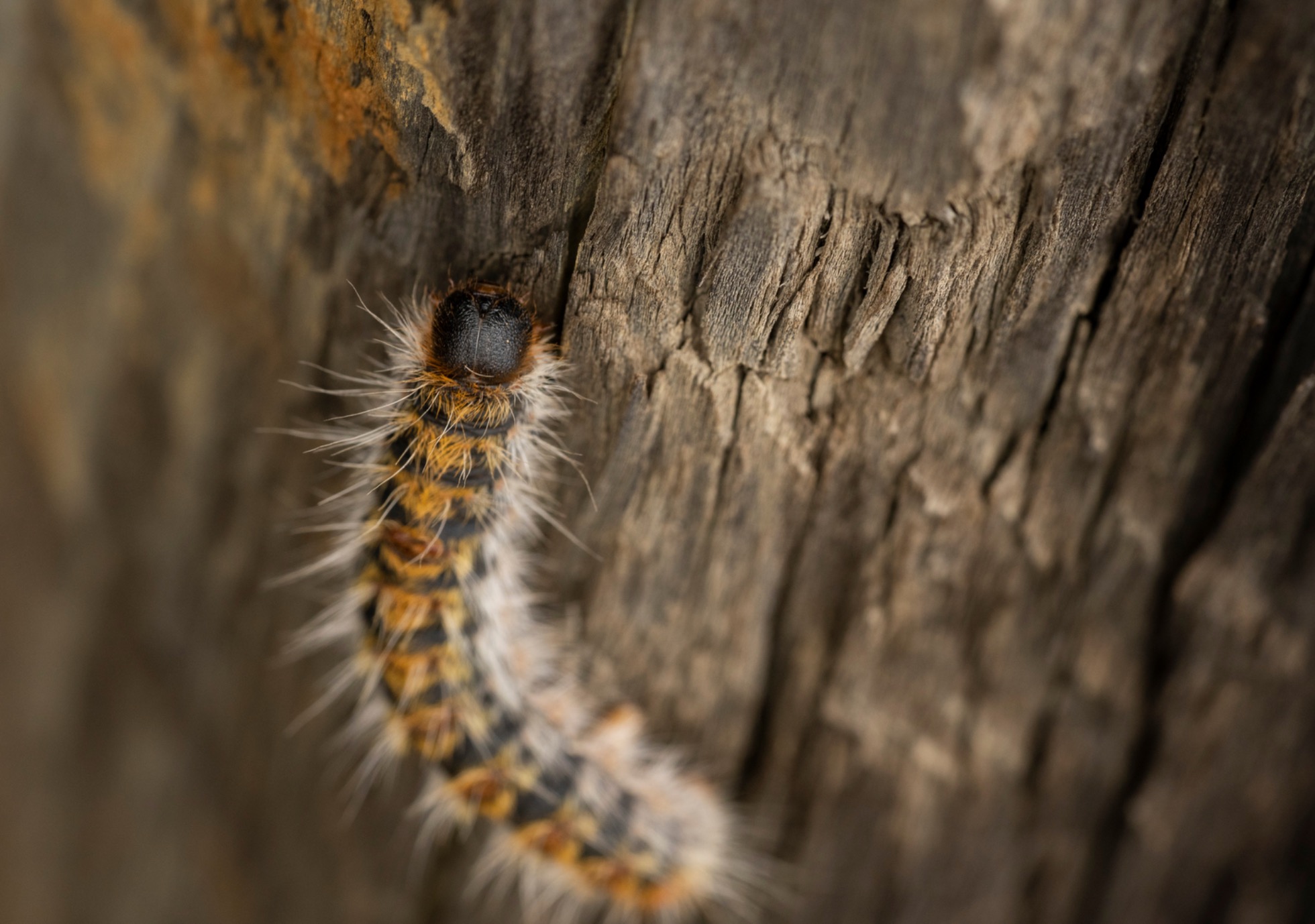 Chenille processionnaire du pin