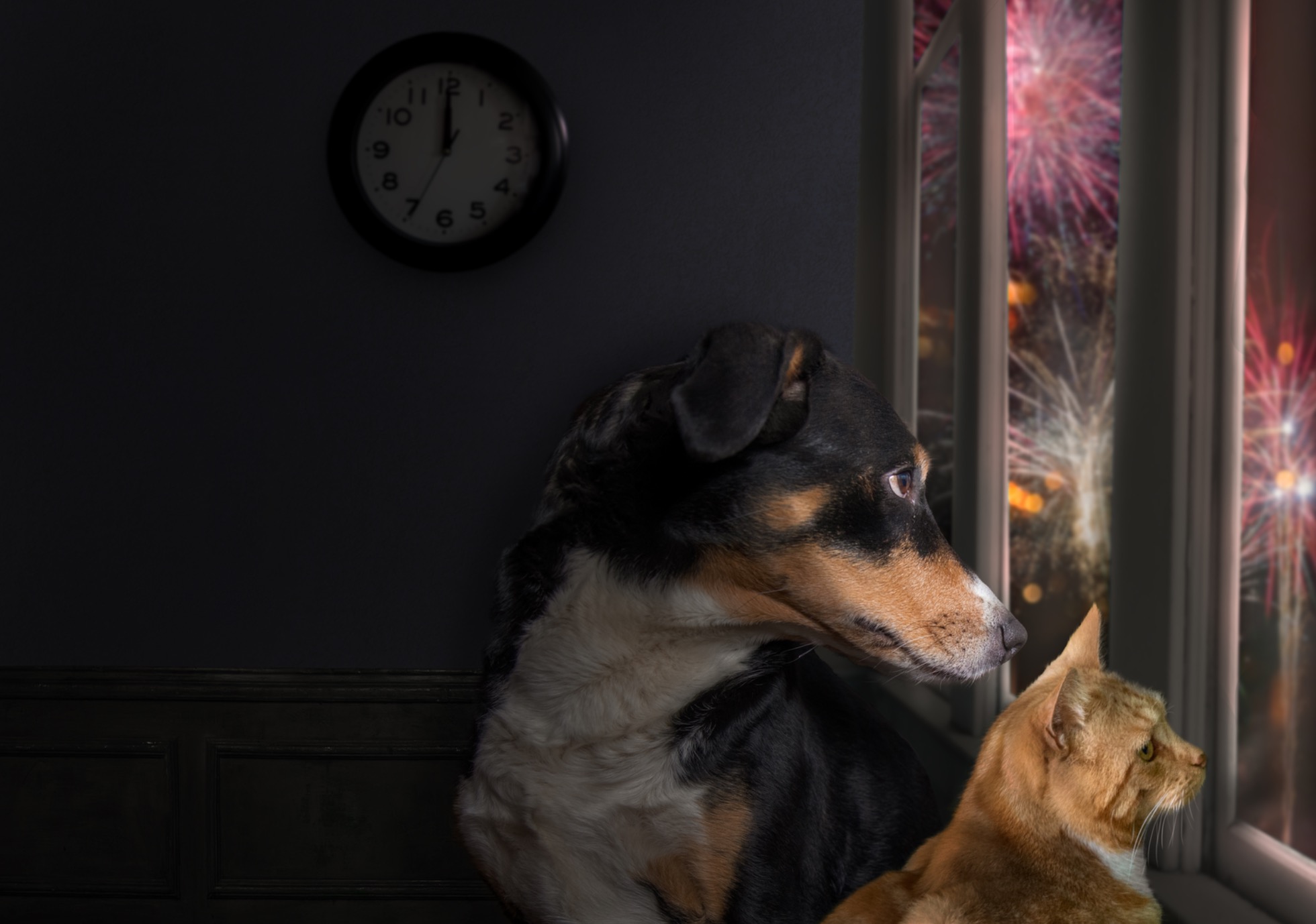 Comment aider un animal qui a peur des feux d’artifice ?