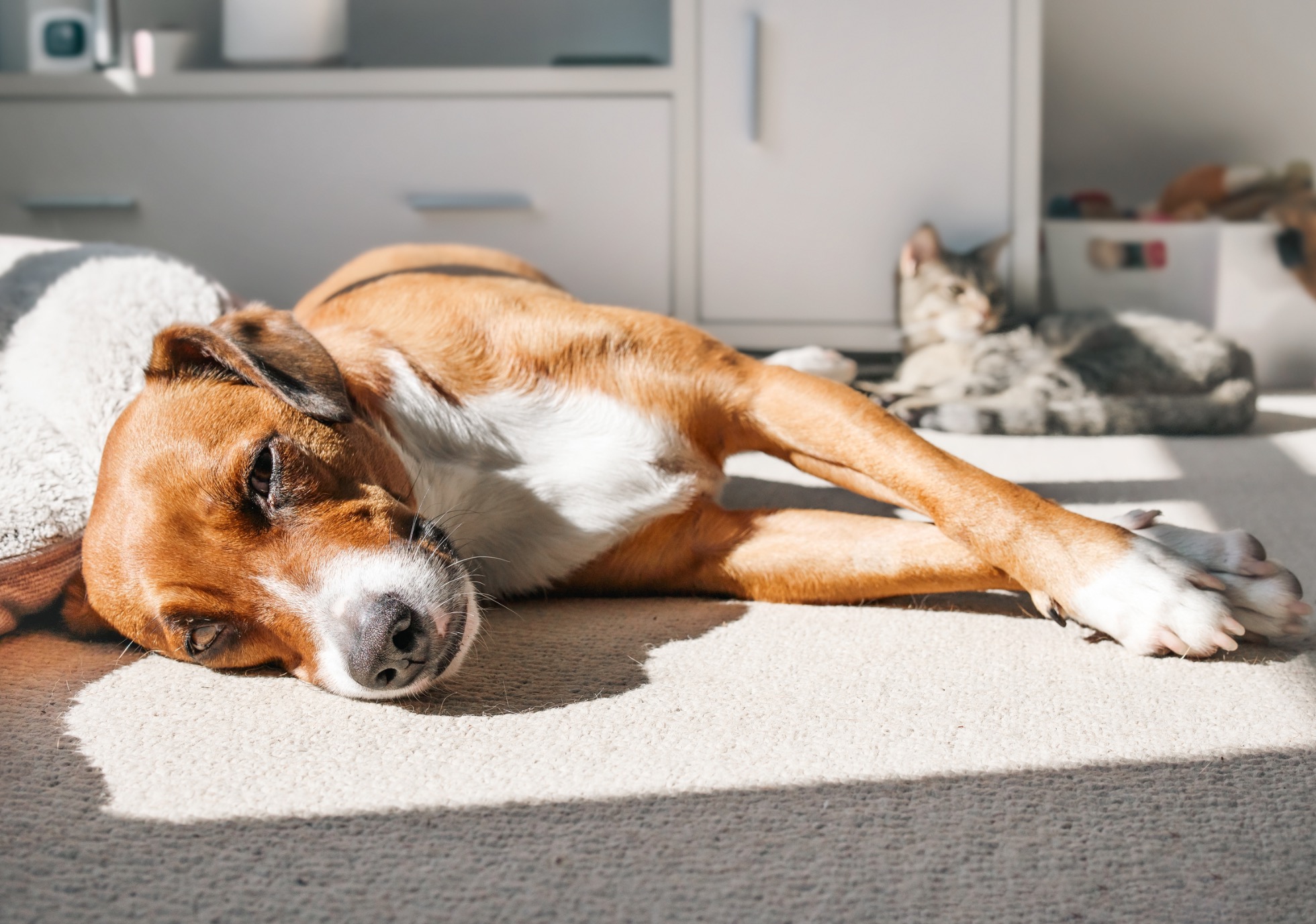 Coup de chaleur chez le chien