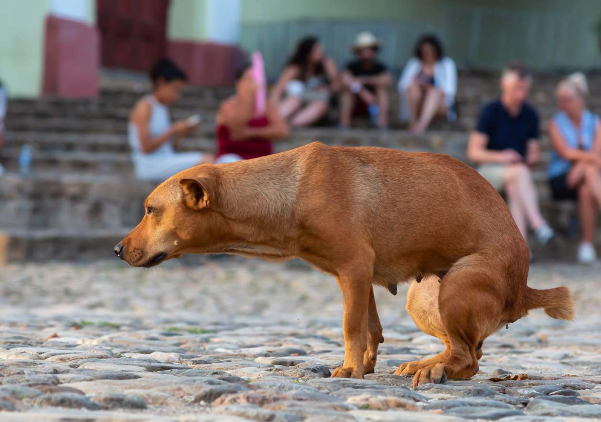Giardiose chez le chien : comment la reconnaître, la traiter et l'éviter