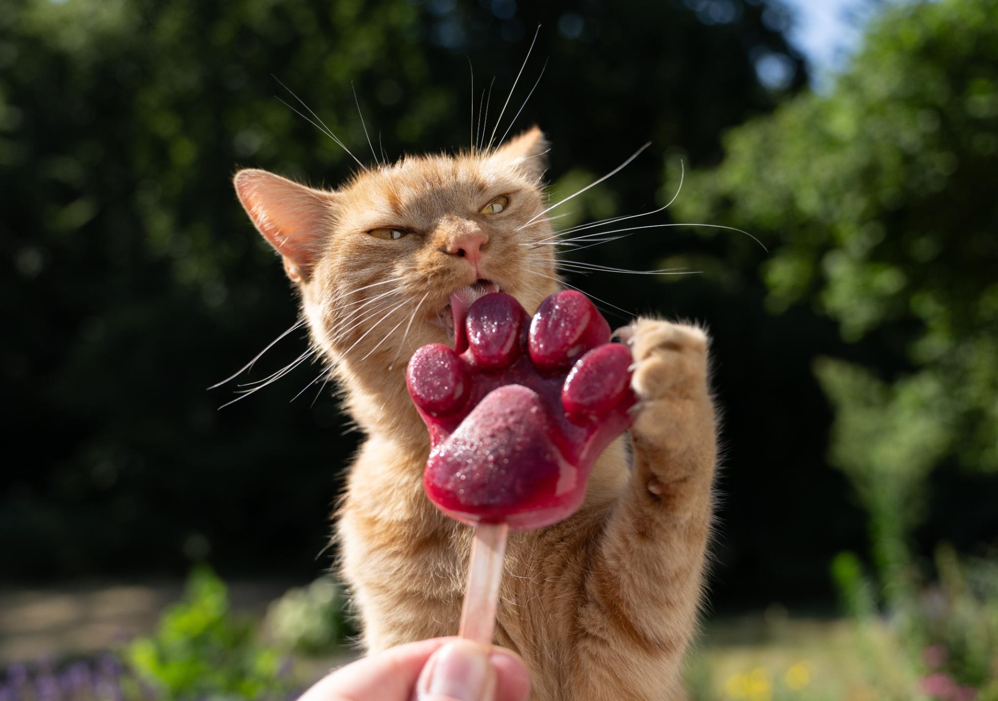 Recettes de glaces pour animaux
