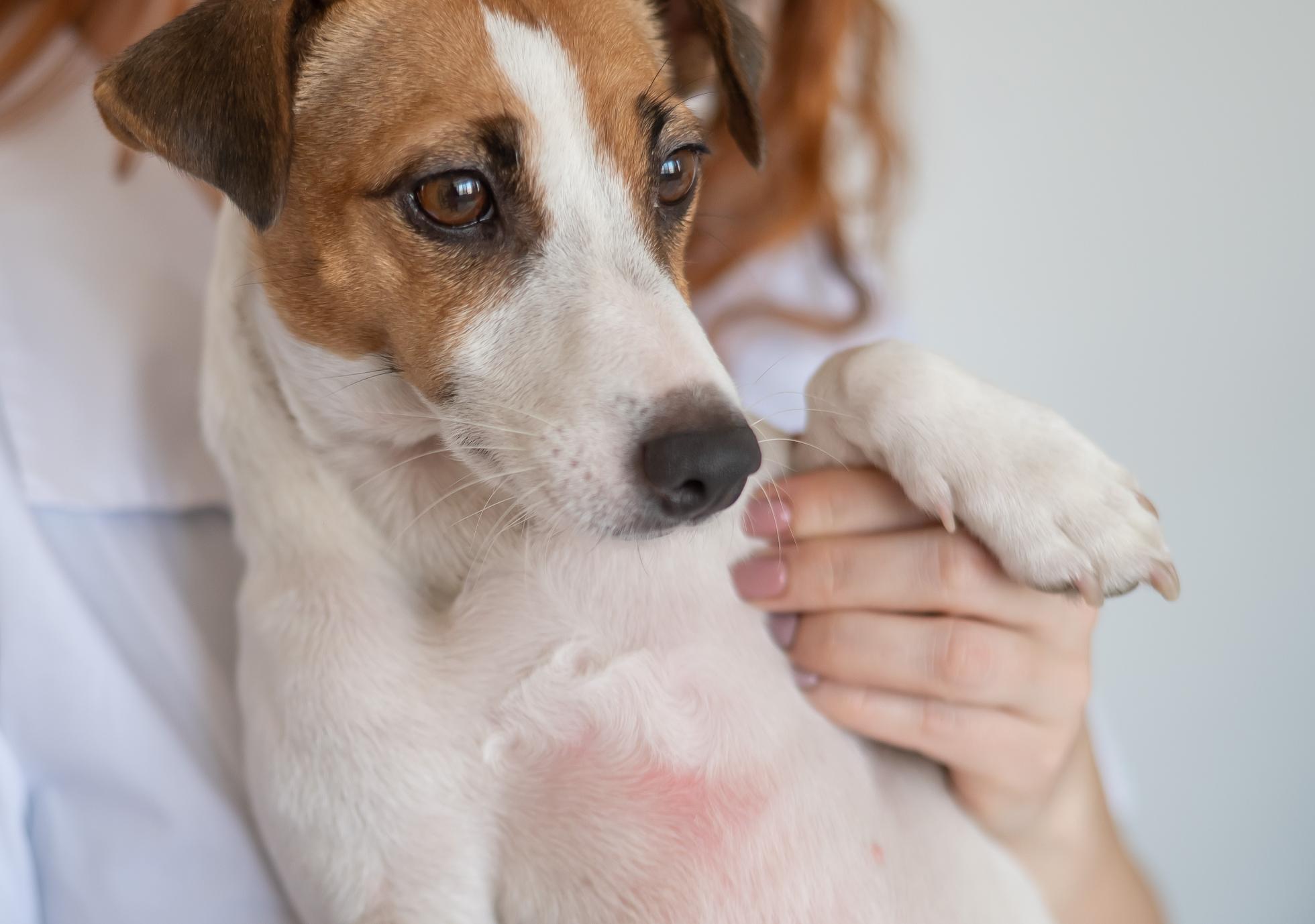 Hotspot chez le chien : comment identifier et traiter la dermatite humide aiguë