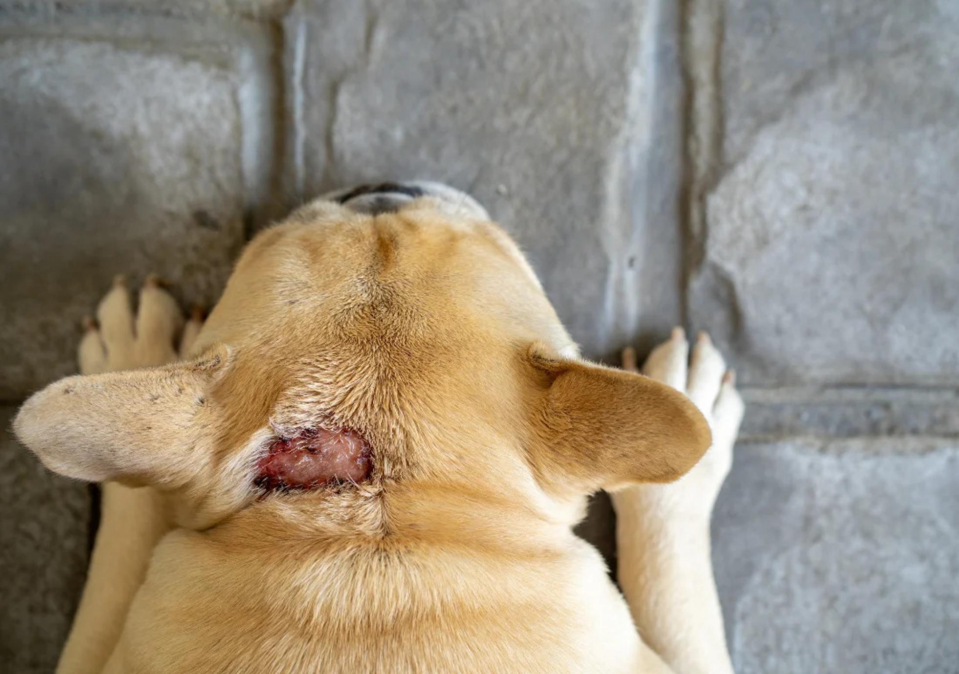 Hotspot chez le chien : comment identifier et traiter la dermatite humide aiguë