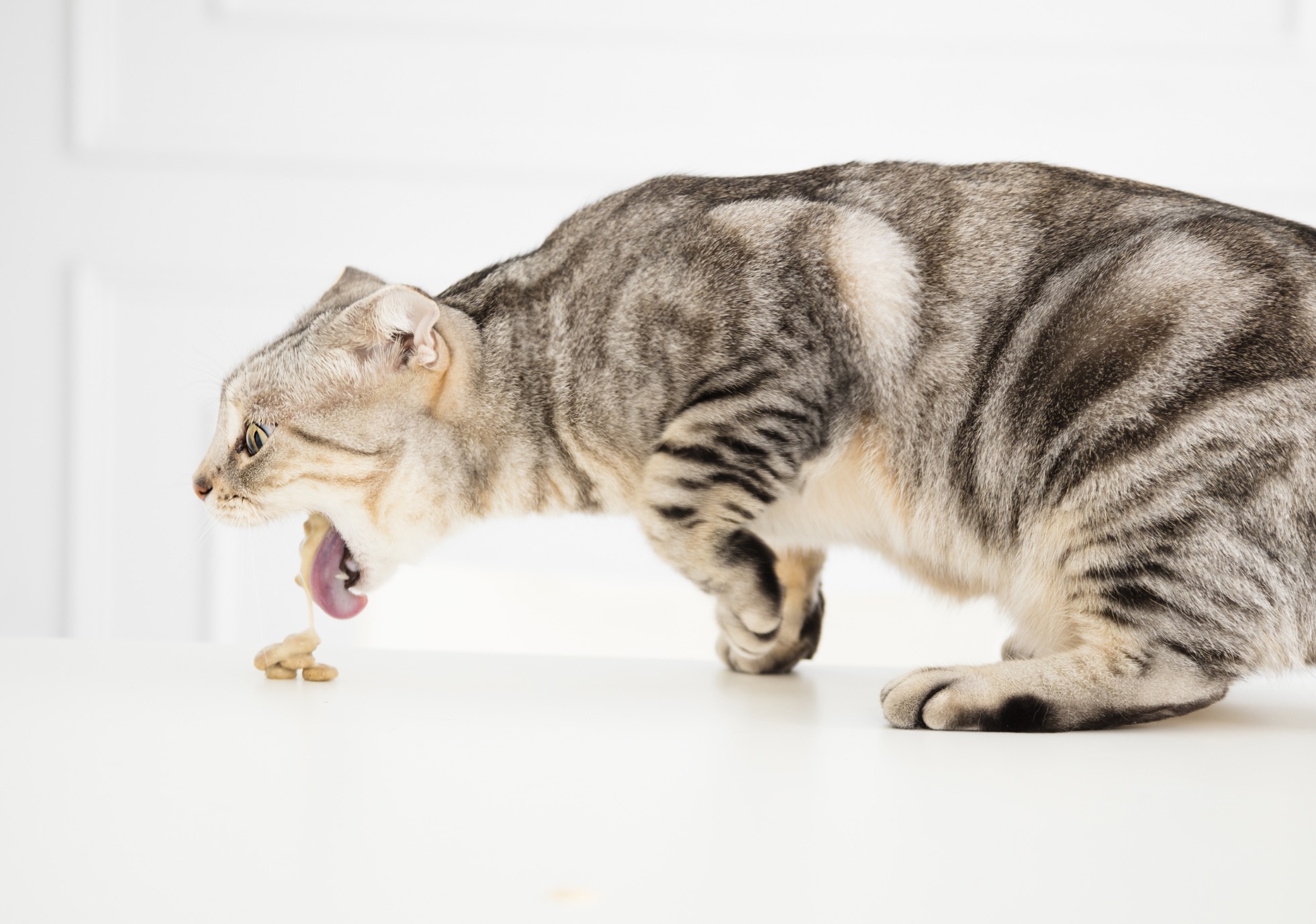 Les vomissements chez le chat sont-ils normaux ?