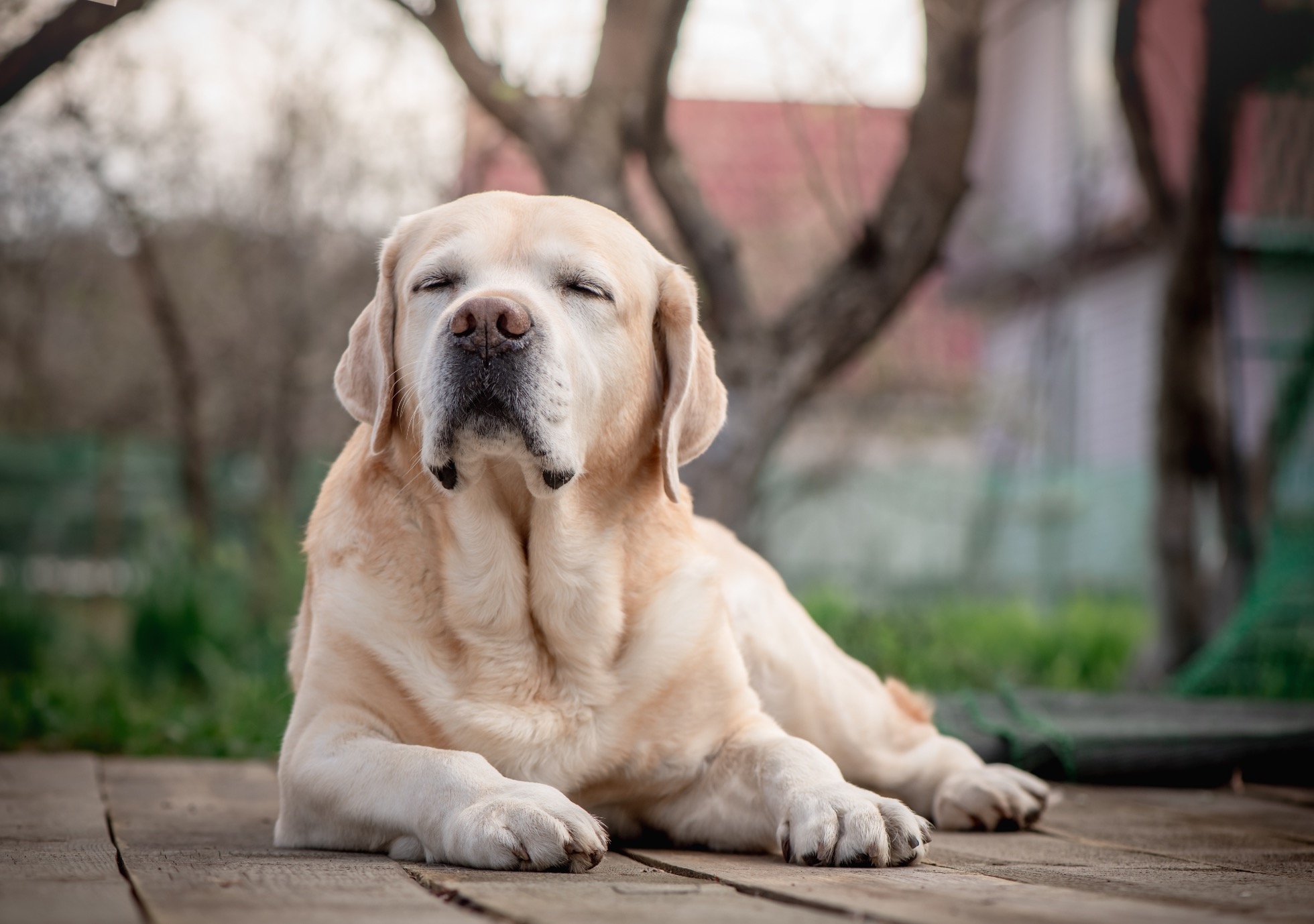 Avez-vous entendu parler du médicament qui peut prolonger la vie des chiens âgés ?