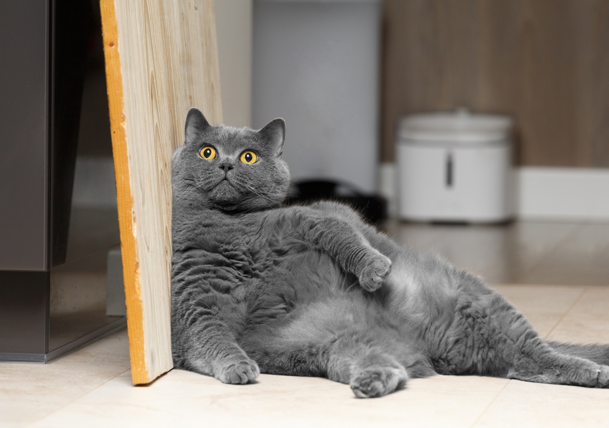 Obésité chez les animaux : comment combattre les kilos en trop