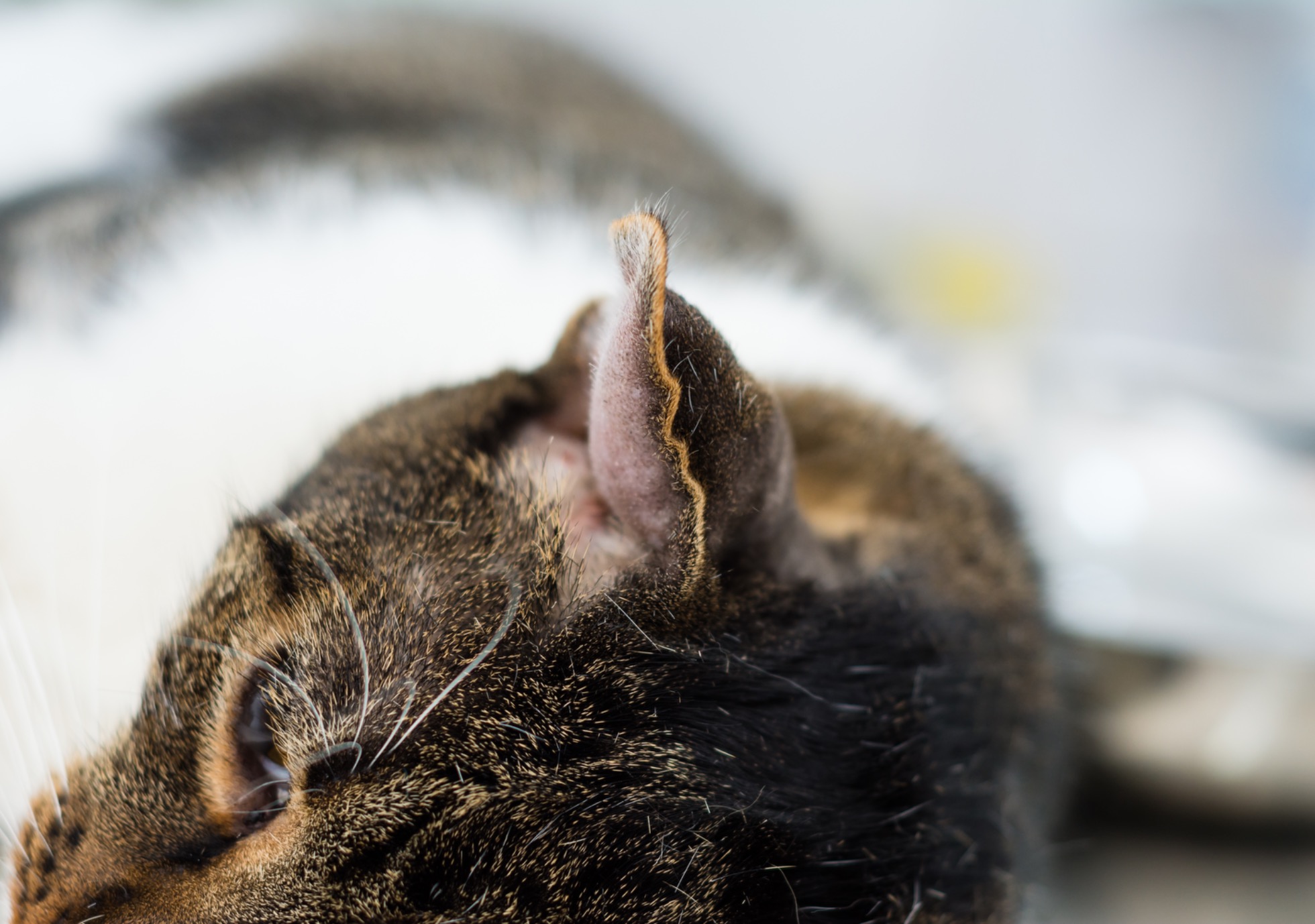 Othématome chez le chien et le chat : des oreilles enflées qui demandent attention