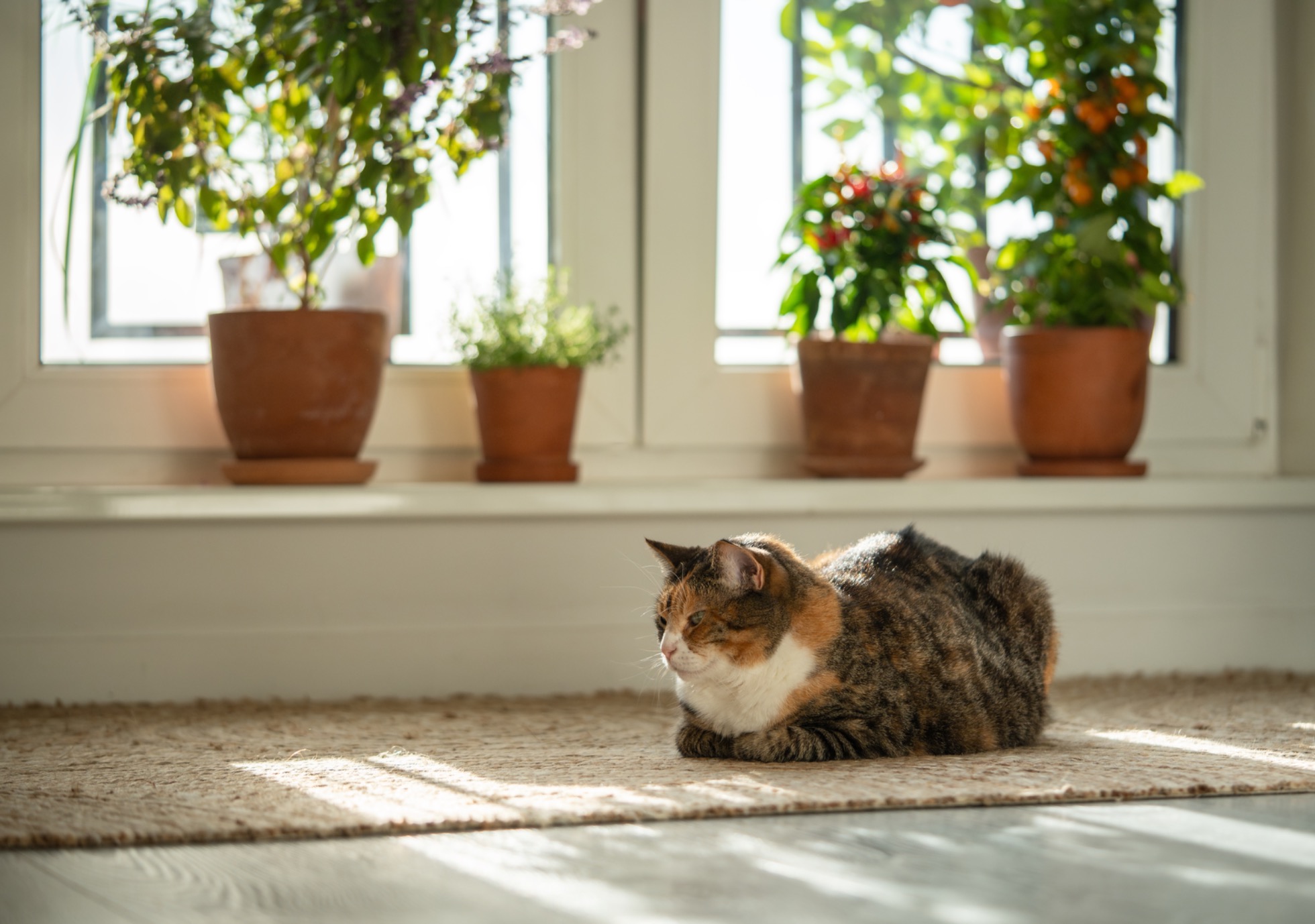 Guide des plantes toxiques pour chats