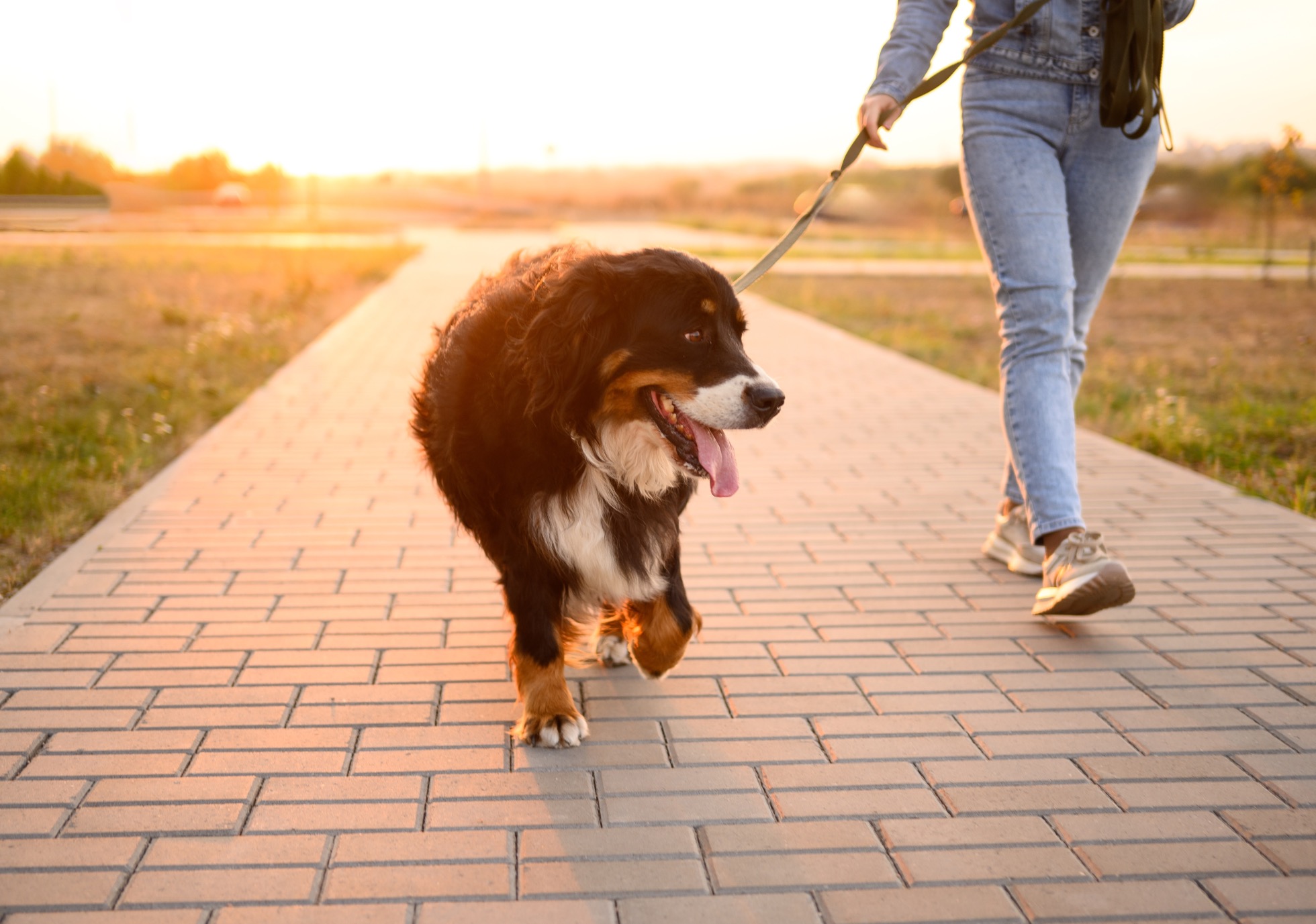 Promener son chien en été