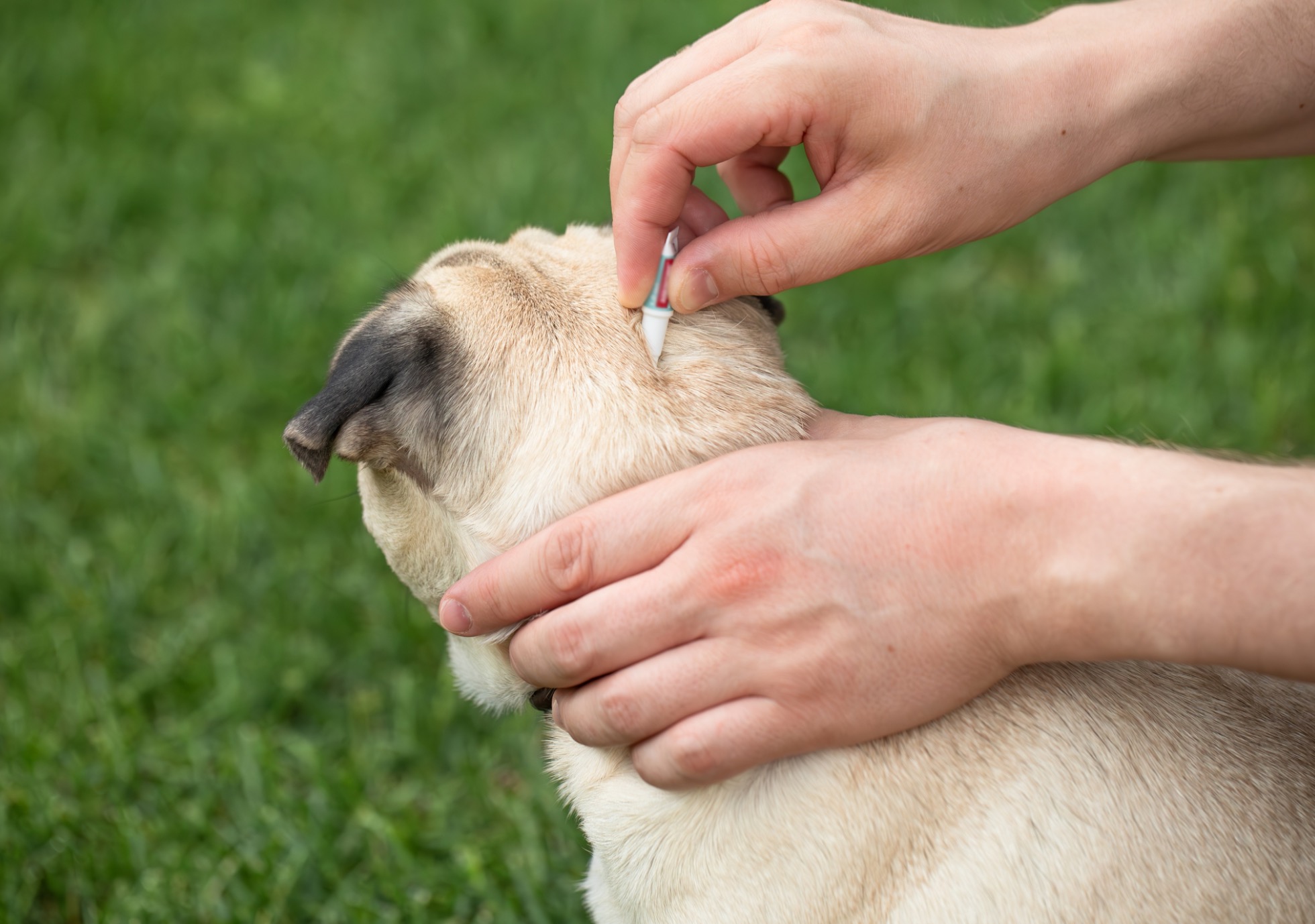 Puces sous contrôle ! Conseils pratiques de prévention et de traitement