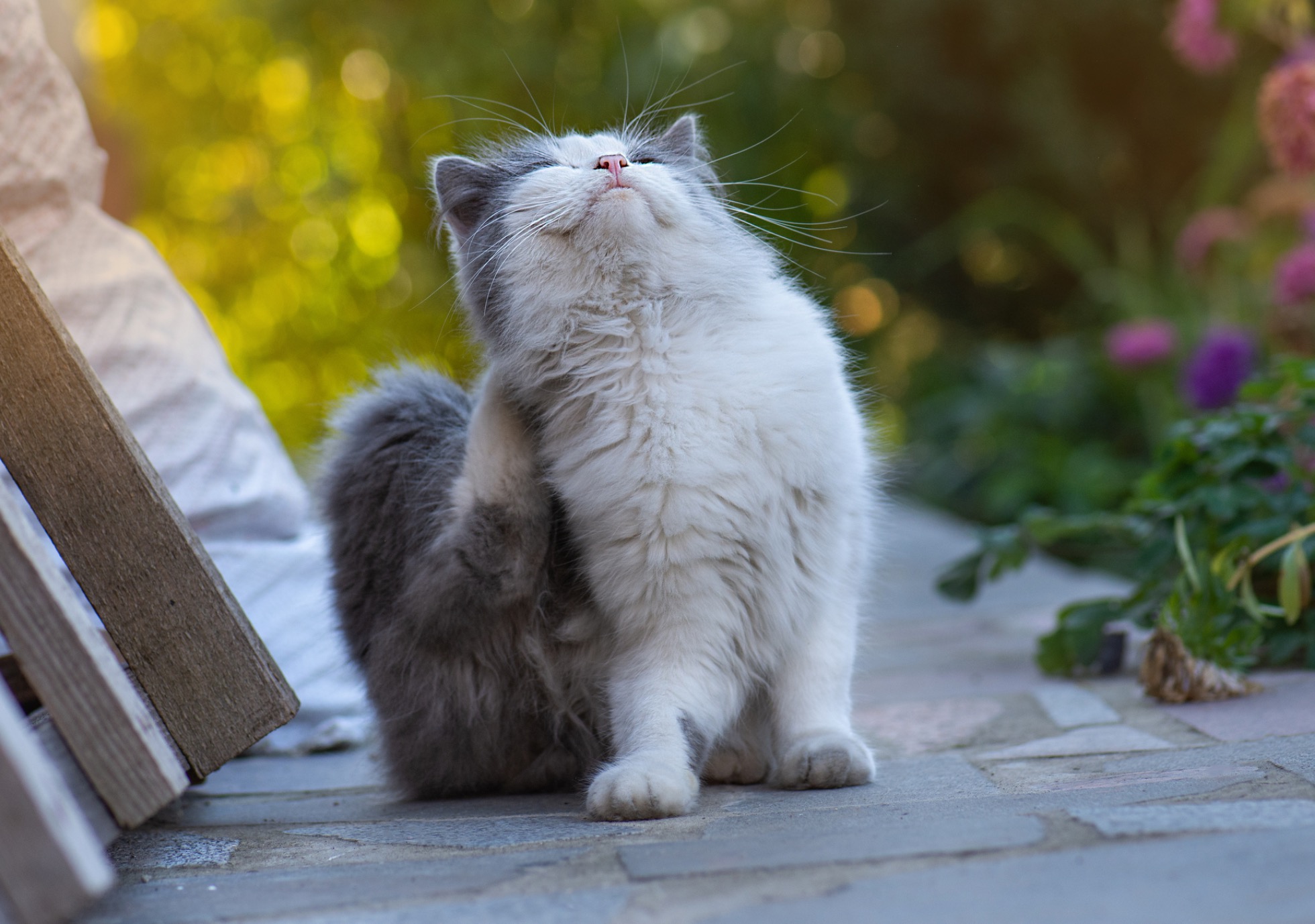 Tiques : de petits parasites qui représentent de grands dangers