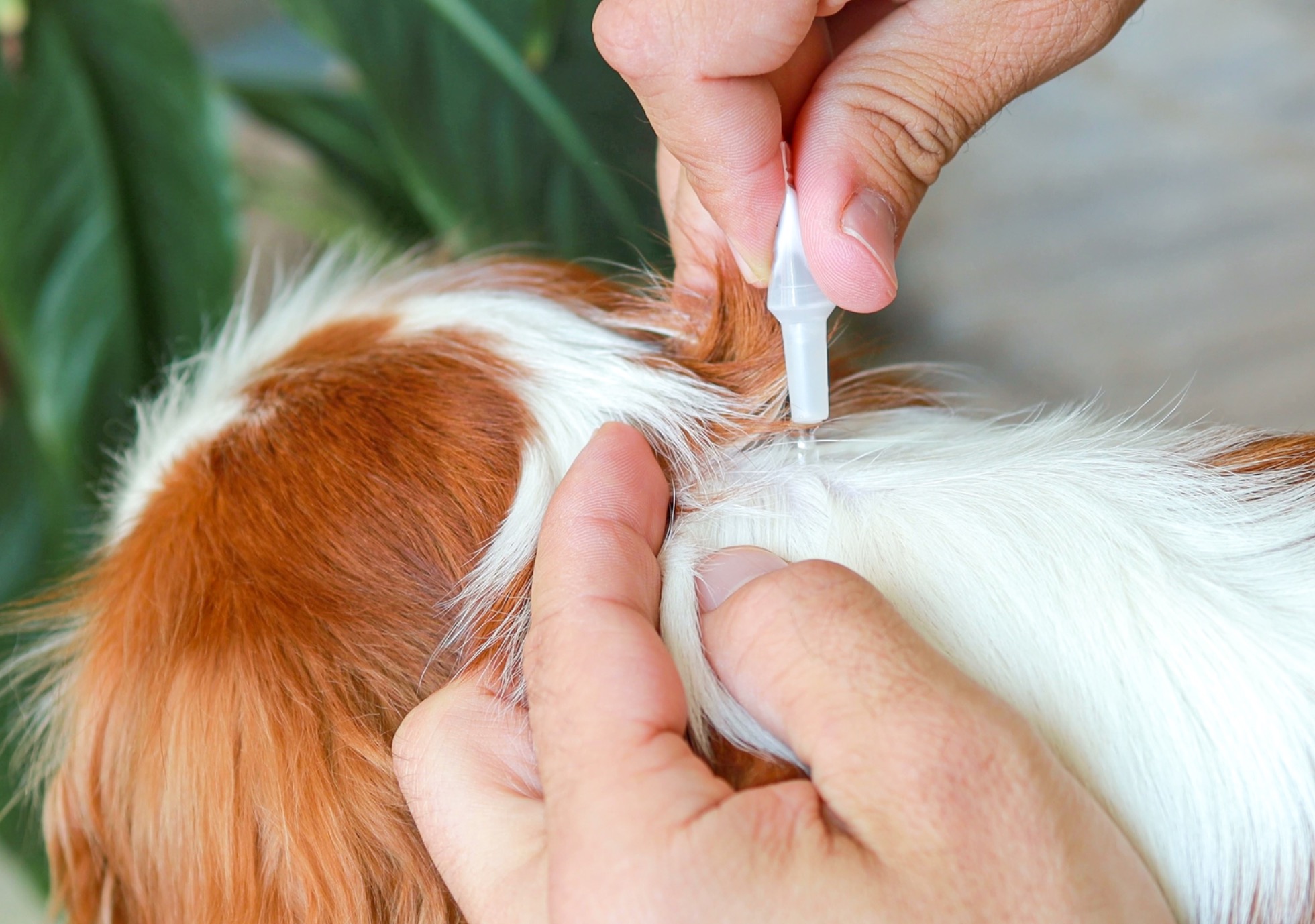 Traitement antiparasitaire externe : protéger son animal toute l'année