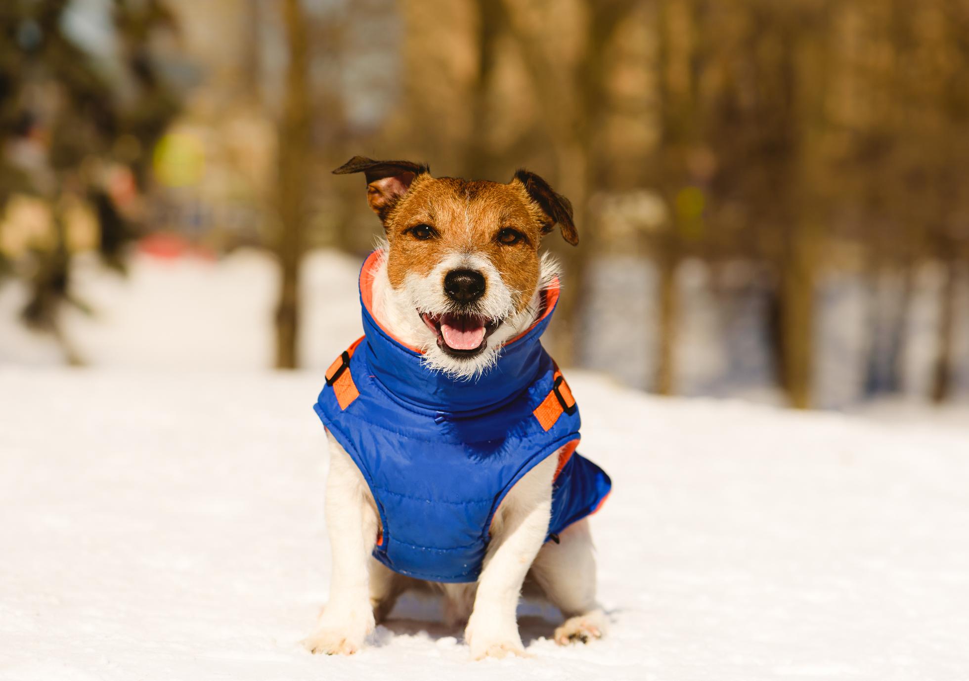 Comment protéger les pattes de votre animal en hiver