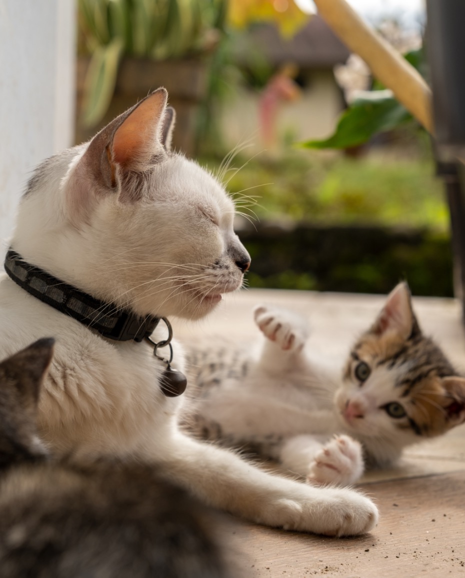 Accessoires de sécurité et de mobilité