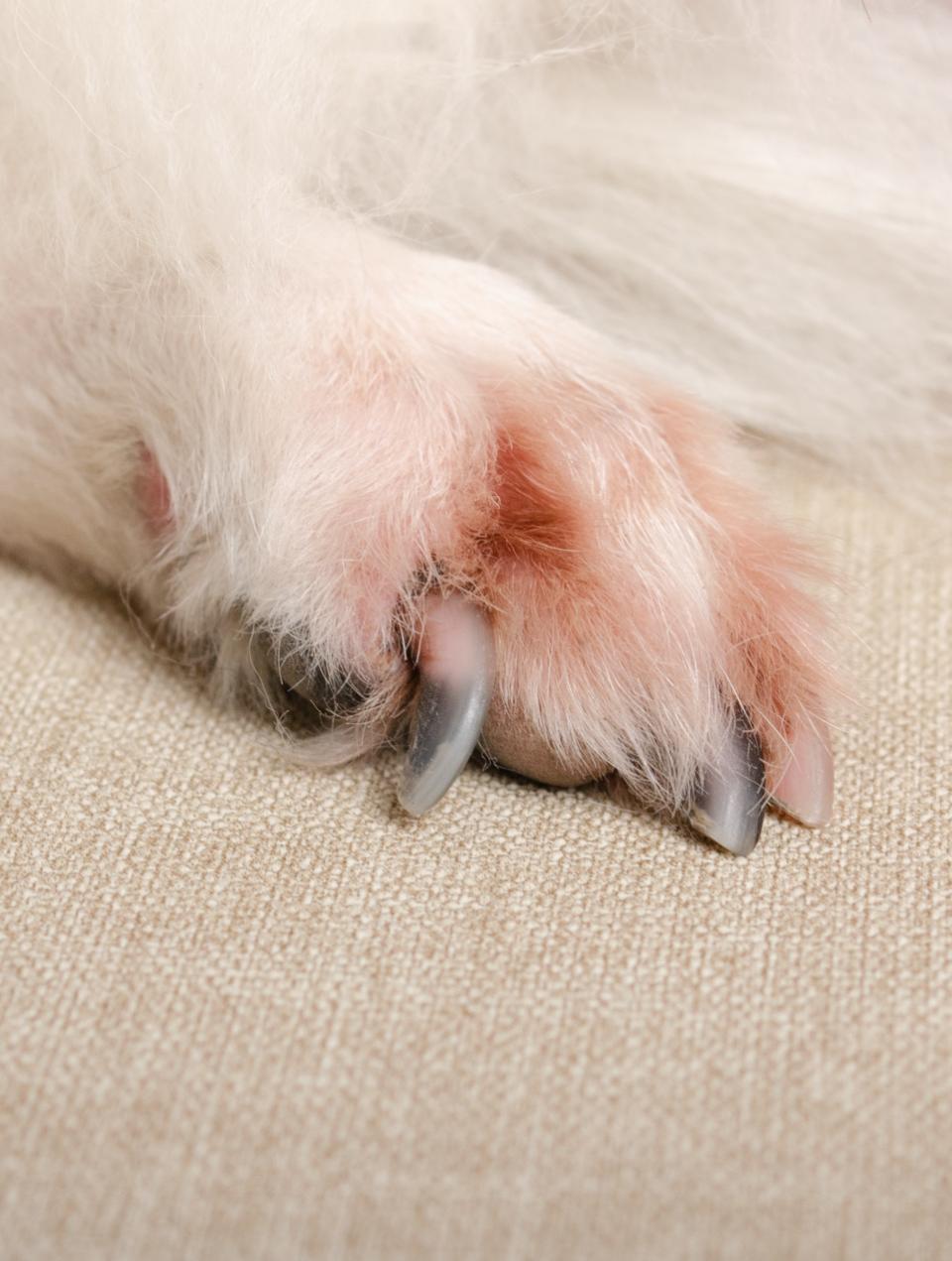 Existe-t-il des chiens plus prédisposés ?