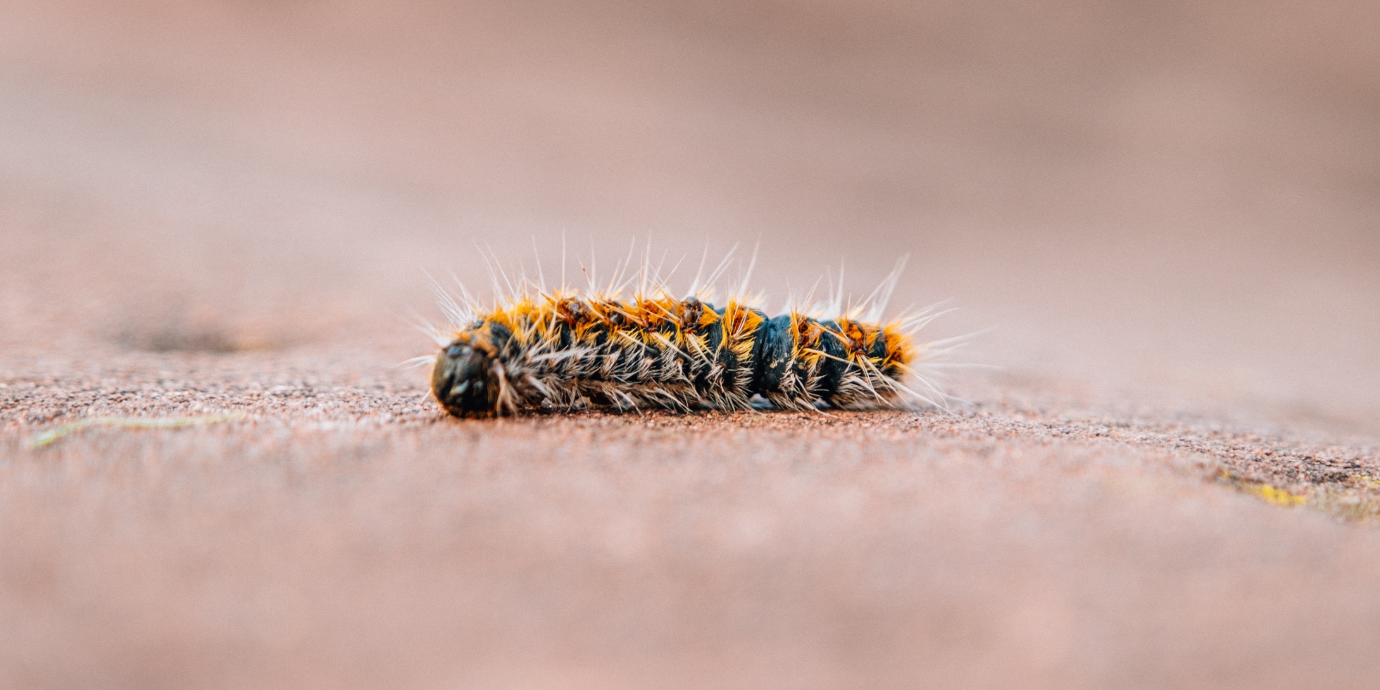 Pourquoi la chenille processionnaire du pin est-elle si dangereuse pour les animaux ?