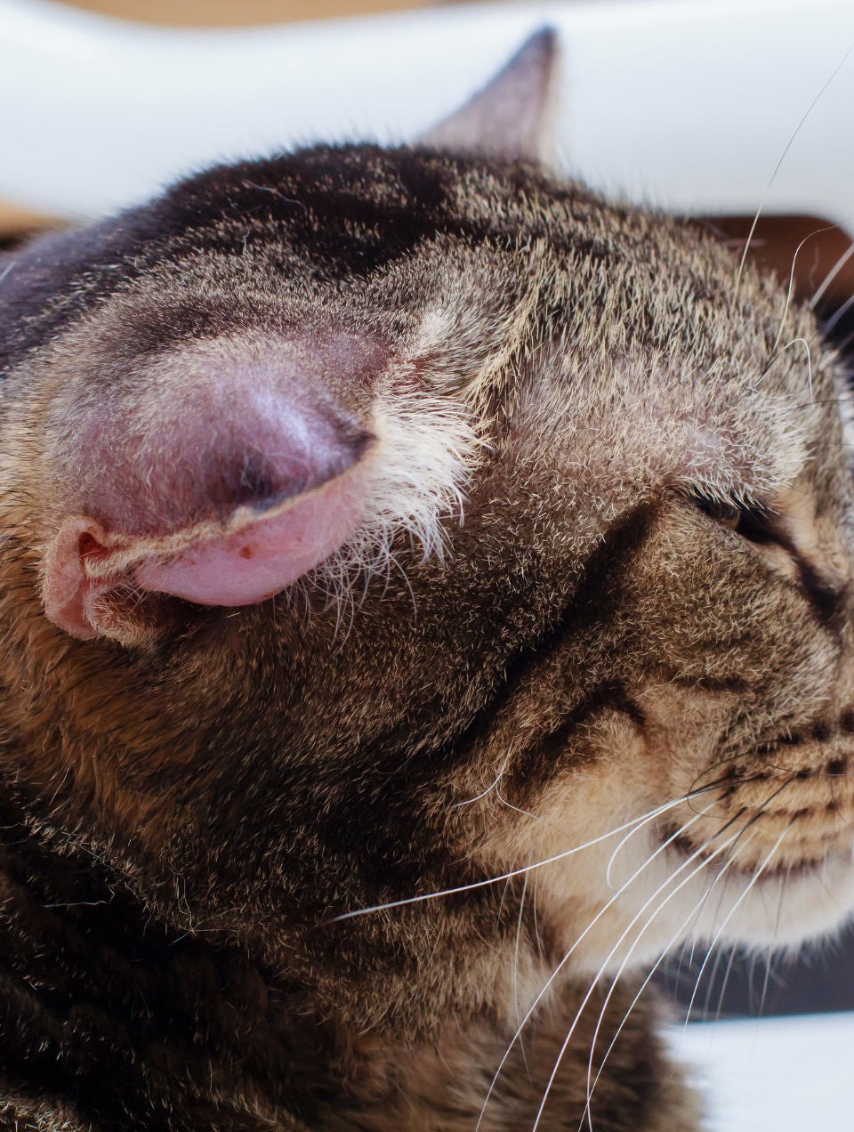 Hématome auriculaire chez les animaux