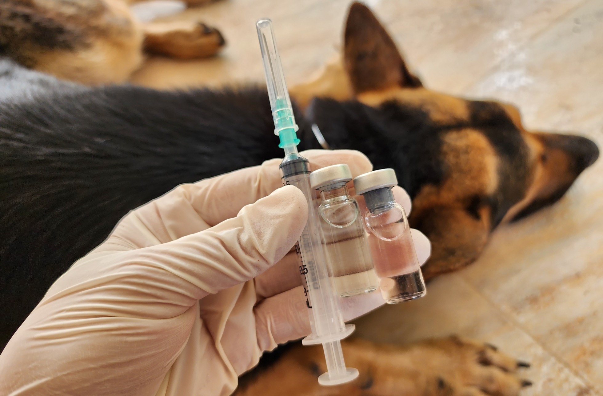 Maladie de Carré chez le chien