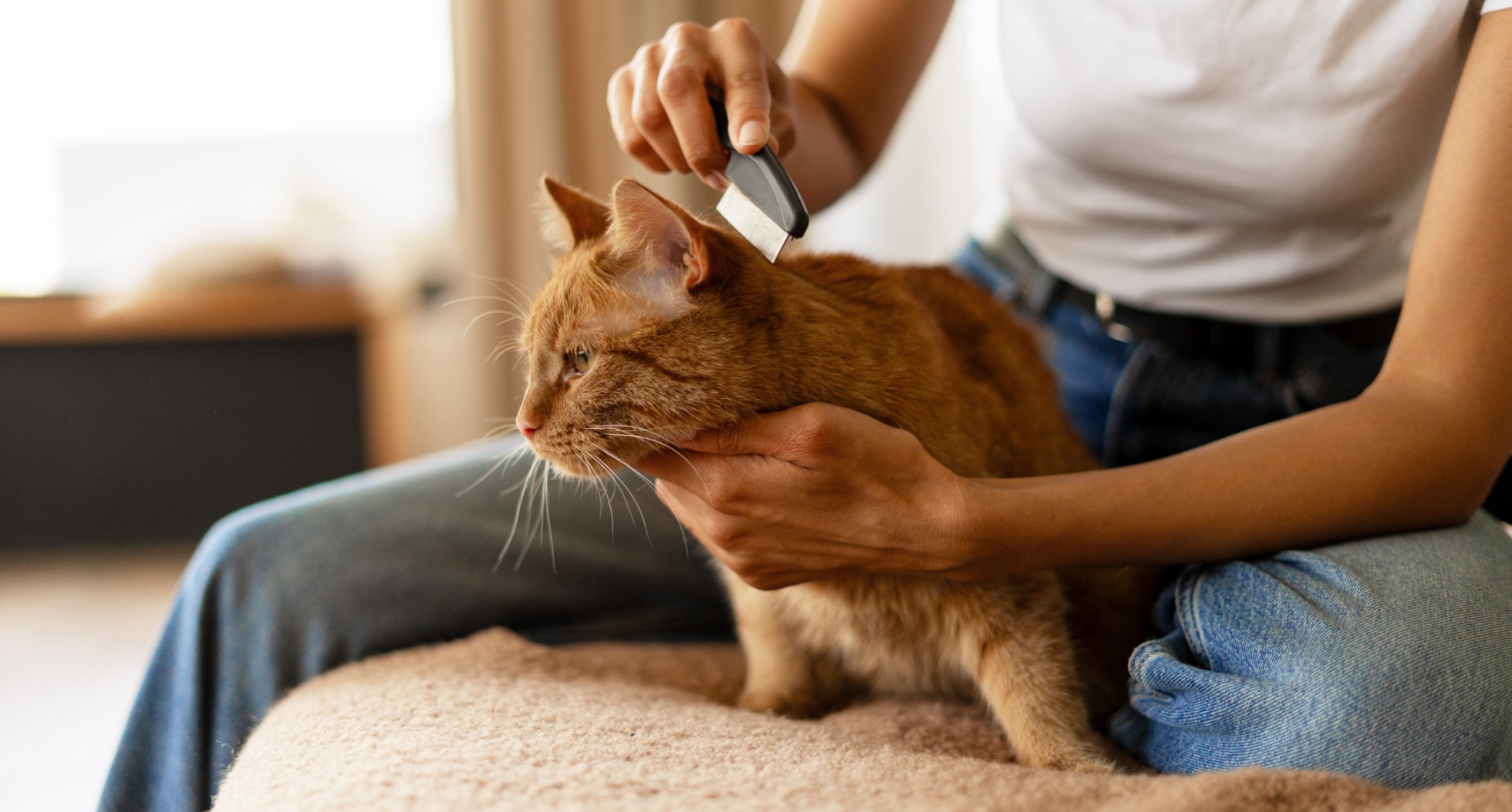 Puces méthodes de prévention