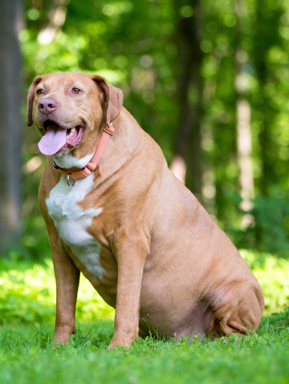 L'obésité chez le chien