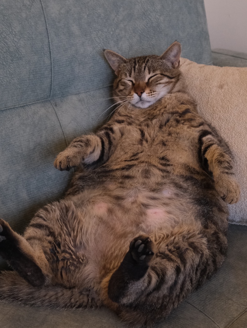 L'obésité chez le chat