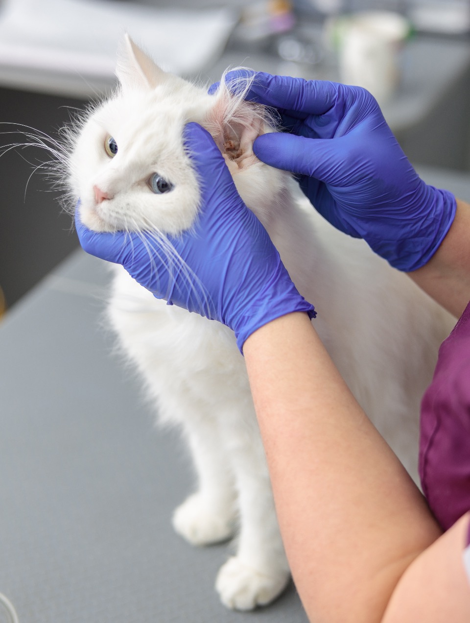 Principales causes chez le chat