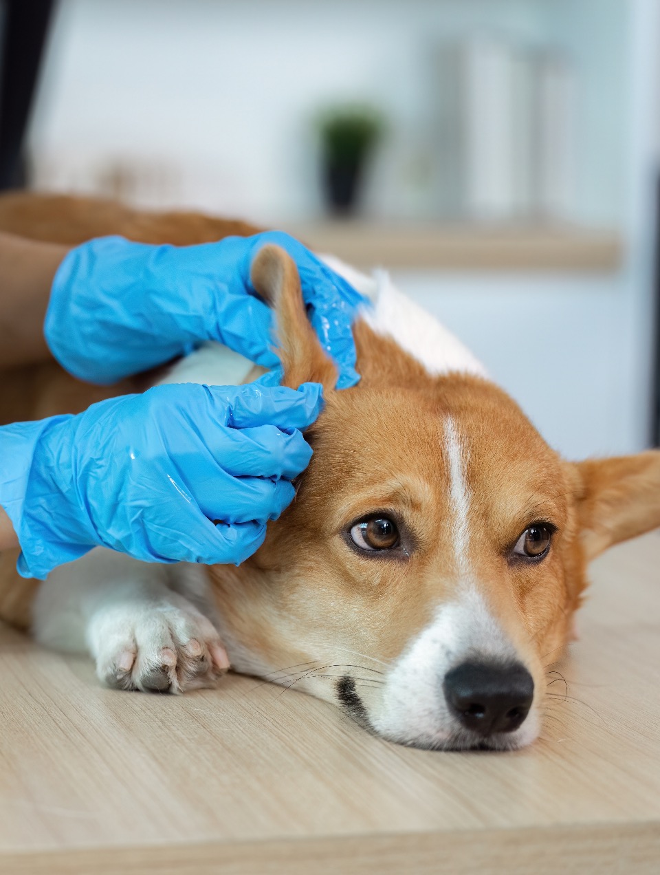Principales causes chez le chien