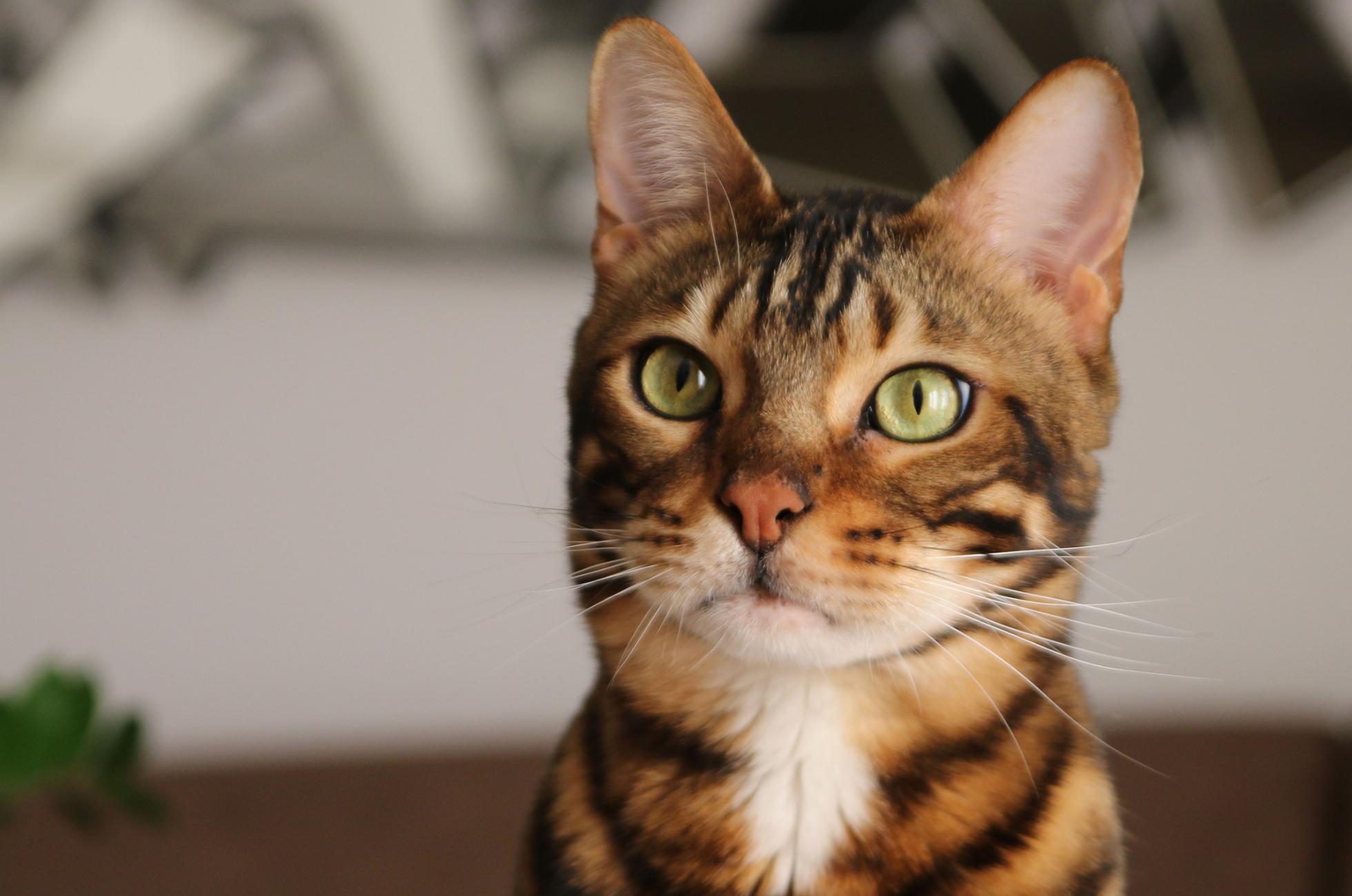 Rhinotrachéite Féline