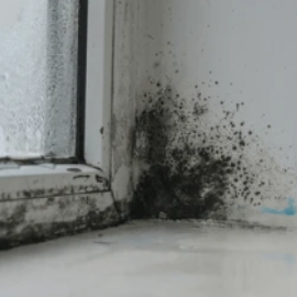 Champignons et moisissures liés à l’humidité