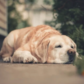 Chiens âgés