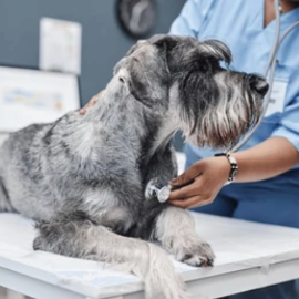 Chiens atteints de maladies cardiaques ou respiratoires