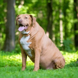 Chiens en surpoids