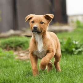 Chiots