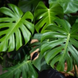 Faux philodendron