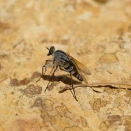 Phlébotomes et moustiques