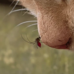 Piqûres d’insectes pendant les périodes chaudes