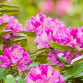 Rhododendrons et azalées