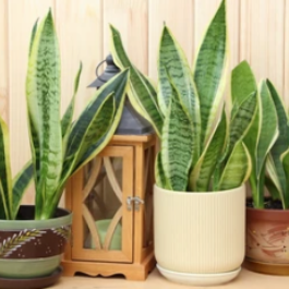 Langue de belle-mère