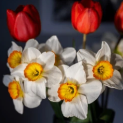 Tulipes et narcisses