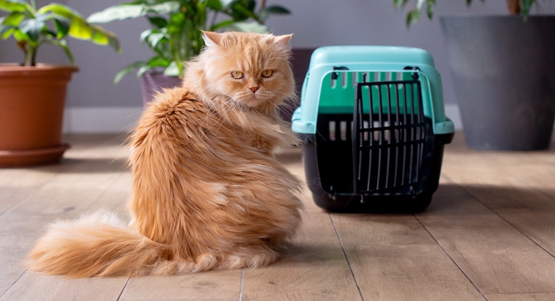 Le chat qui refuse d'entrer dans sa caisse de transport