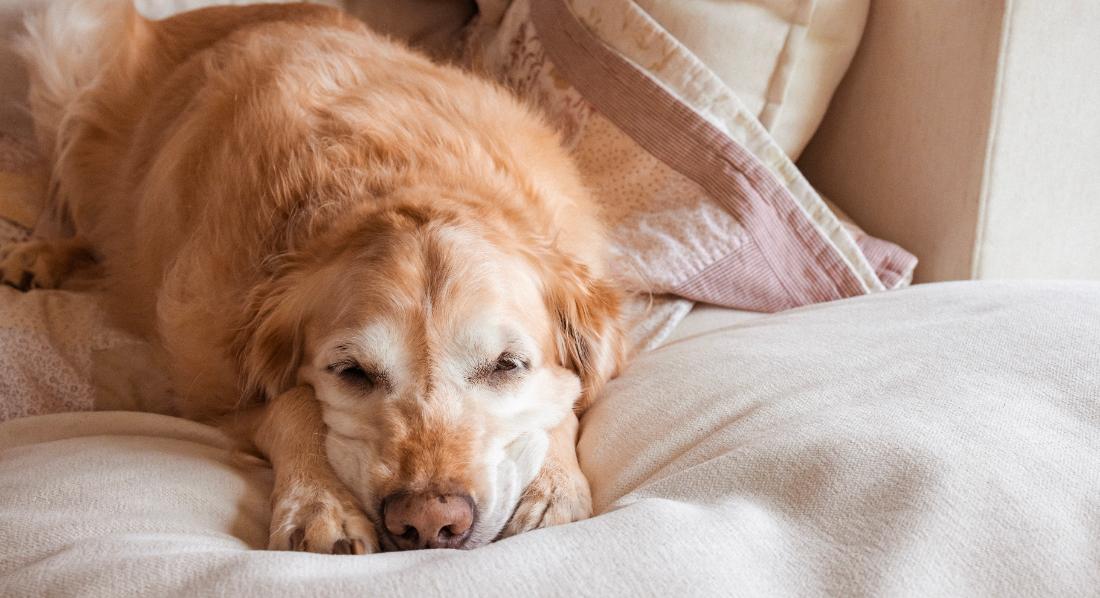 Le chien âgé qui ne se déplace plus aussi facilement.