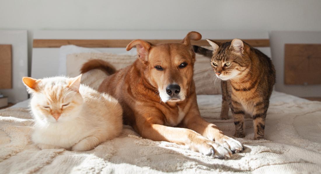 La famille avec plusieurs animaux à la maison.