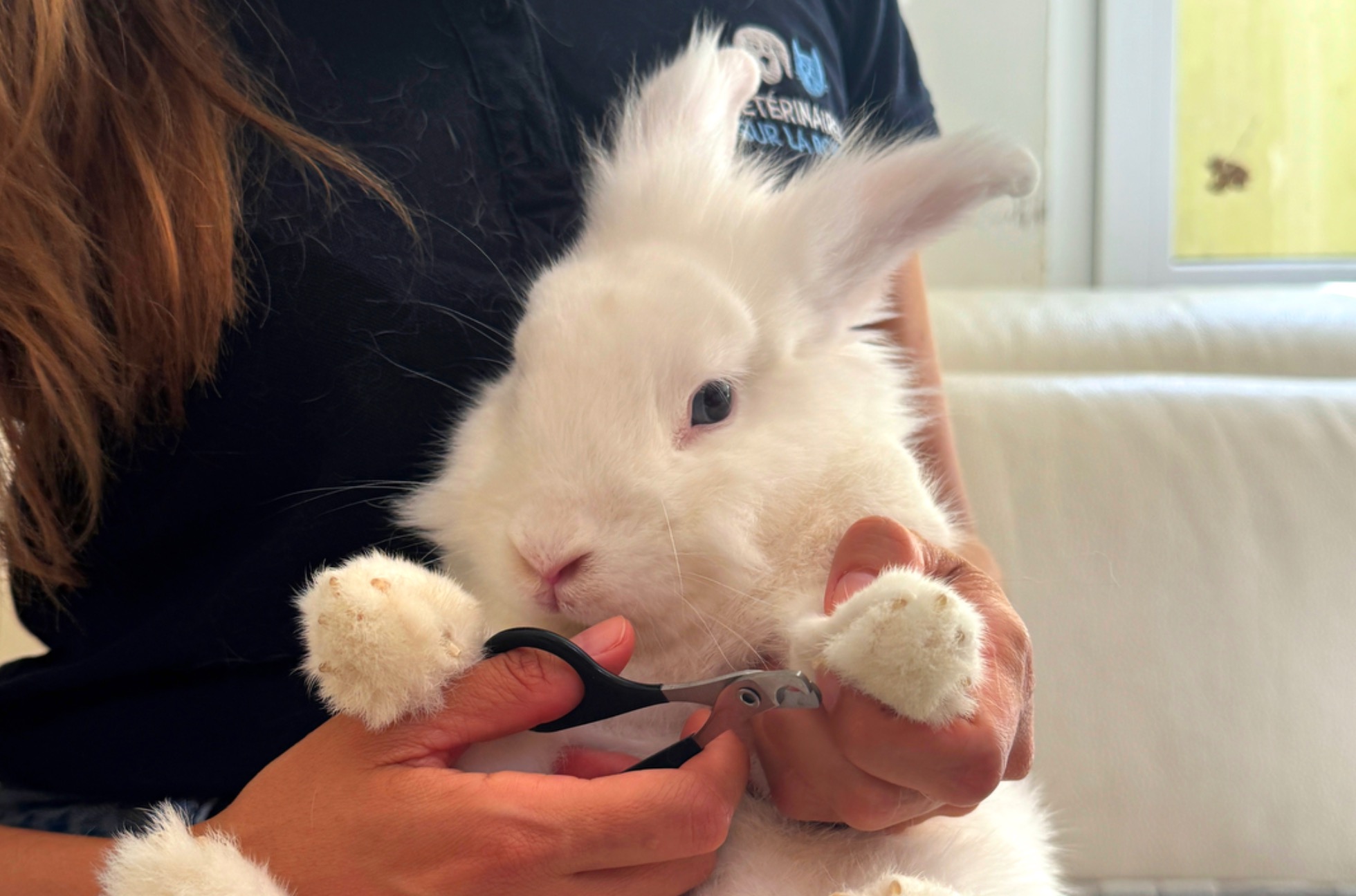 Consultation Vétérinaire pour Nouveaux Animaux de Compagnie