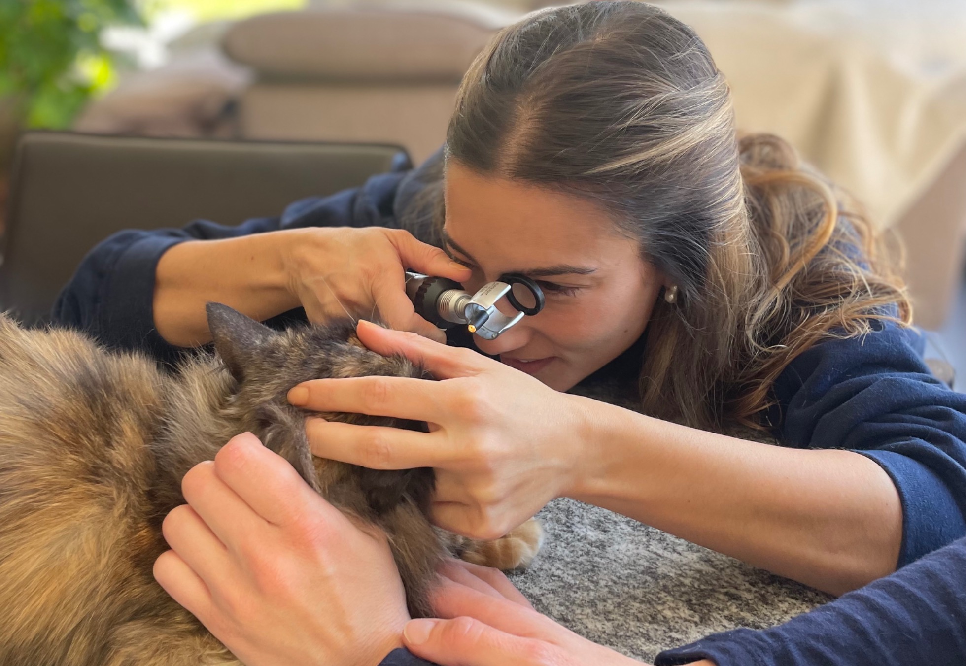 Consultation Vétérinaire pour Chats