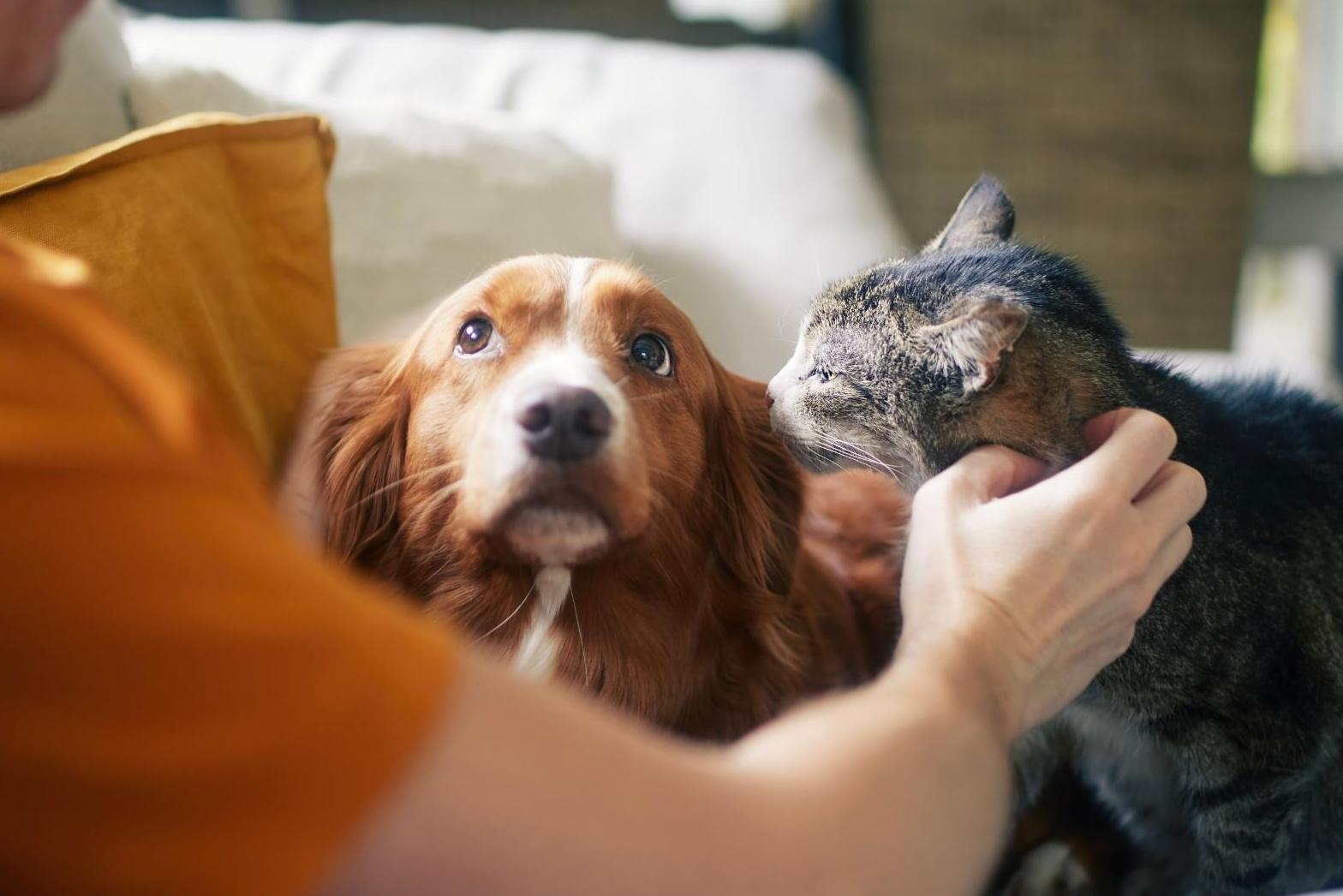 Euthanasie à Domicile