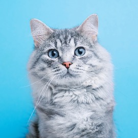 Analyses Vétérinaires pour les Chats